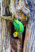 Yellow-fronted parrot (Poicephalus flavifrons) in tree, Zege peninsula, ake Tana. Endemic to Lake Tana Biosphere Reserve, Ethiopia