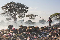 Men driving pigs on rubbish dump, Bahir Dar, Lake Tana Biosphere Reserve, Ethiopia. December 2013.