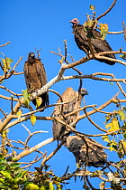Hooded vulture (Necrosyrtes monachus) and White-backed vulture (Gyps africanus) near Bahir Dar, Lake Tana Biosphere Reserve, Ethiopia.