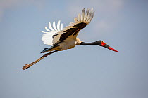 Saddle-billed stork (Ephippiorhynchus senegalensis) in flight, near Bahir Dar, Lake Tana Biosphere Reserve, Ethiopia.