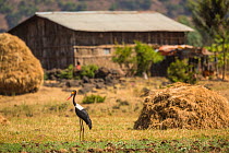 Saddle-billed stork (Ephippiorhynchus senegalensis) in rural area, near Bahir Dar, Lake Tana Biosphere Reserve, Ethiopia.