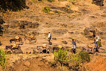 People walking near Tisisat Falls / Blue Nile Falls with pack donkeys, south of Bahir Dar, Lake Tana Biosphere Reserve, Ethiopia. December 2013.