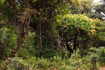 'Church forest', area of ancient forest, preserved by priests of the Ethiopian Orthodox Tewahedo Church, Tara Gedam, Lake Tana Biosphere Reserve, Ethiopia. December 2013.