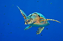 Hawksbill turtle (Eretmochelys imbricata) swimming up into the water column to feed on a bloom of Thimble jellyfish (Linuche unguiculata) in spring. East End, Grand Cayman, Cayman Islands. Caribbean S...