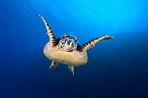 Hawksbill turtle (Eretmochelys imbricata) cruising along the drop off of a coral reef. Bloody Bay Wall, Little Cayman, Cayman Islands. Caribbean Sea. NB. Turtle has two identification tags in its fron...