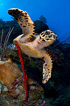 Hawksbill turtle (Eretmochelys imbricata) on a reef wall with a rope sponge. East End, Grand Cayman, Cayman Islands. Caribbean Sea.
