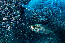 Long exposure of a group of Tarpon (Megalops atlanticus) hunting a school of Silversides (Atherinidae) in a coral cavern. East End, Grand Cayman, Cayman Islands. Caribbean Sea.