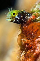 Portrait of a Secretary blenny (Acanthemblemaria maria) peeking out from its hole in a coral reef. Cayman Brac, Cayman Islands. Caribbean Sea.