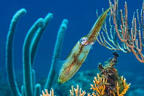 Caribbean reef squid (Sepioteuthis sepioidea) amongst gorgonians, on a shallow coral reef. Cayman Brac, Cayman Islands. Caribbean Sea.