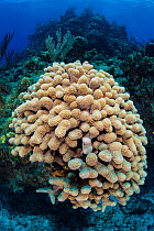 Colony of Finger coral (Porites porites) on a shallow coral reef. Cayman Brac, Cayman Islands. Caribbean Sea.