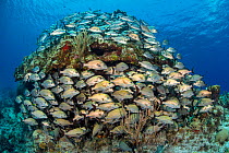 Large shoal of Caesar grunts (Haemulon carbonarium) swimming close to the edge of a coral bommie. Cayman Brac, Cayman Islands. Caribbean Sea.