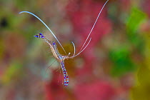 Pederson cleaner shrimp (Periclimenes pedersoni) hovering above a coral reef, beating its antennae, hoping to attract a fish to clean. This shrimp is carrying eggs. Bloody Bay Wall, Little Cayman, Cay...