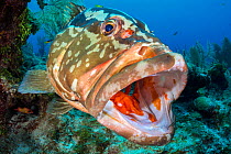 RF- Nassau grouper (Epinephelus striatus) with Cleaner gobies (Gobiosoma genie) and juvenile Spanish hogfish (Bodianus rufus) on coral reef. Bloody Bay Wall, Little Cayman, Cayman Islands. Caribbean S...