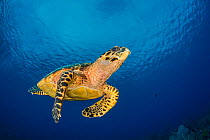 Hawksbill turtle (Eretmochelys imbricata) swimming over a coral reef, under cloudy skies. Bloody Bay Wall, Little Cayman, Cayman Islands. Caribbean Sea.