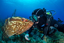 Nassau grouper (Epinephelus striatus) with photographer Alex Mustard, Bloody Bay Wall, Little Cayman, Cayman Islands. Caribbean Sea. Model released.