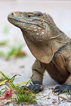 Sister Islands brown iguana (Cyclura nubila caymanensis) Little Cayman, Cayman Islands.