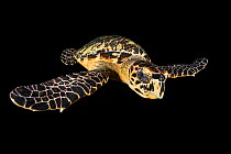 Hawksbill turtle (Eretmochelys imbricata) swimming at night. East End, Grand Cayman, Cayman Islands. Caribbean Sea.
