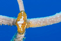Fingerprint cyphoma (Cyphoma signatum) mollusc feeding on soft corals. East End, Grand Cayman, Cayman Islands. Caribbean Sea.