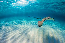 Southern stingray (Hypanus americanus) swimming over sand ripples on sand bar in late afternoon light. Grand Cayman, Cayman Islands. Caribbean Sea.