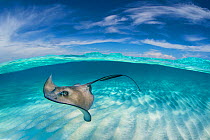 A split level image of Southern stingray (Hypanus americanus) swimming over a sand bar. Grand Cayman, Cayman Islands. Caribbean Sea. Digital composite.
