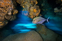 Long exposure of Black jack (Caranx lugubris) swimming through a cavern in a coral reef. East End, Grand Cayman, Cayman Islands. Caribbean Sea.