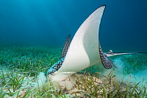 White spotted eagle ray (Aetobatus narinari) feeding by digging in the sand and seagrass for invertebrates. East End, Grand Cayman, Cayman Islands, Caribbean Sea.