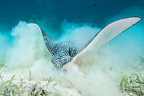 White spotted eagle ray (Aetobatus narinari) feeding by digging in the sand and seagrass for invertebrates. East End, Grand Cayman, Cayman Islands, Caribbean Sea.