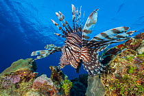 Large male Lionfish (Pterois volitans) moves over the reef. East End, Grand Cayman, Cayman Islands, Caribbean Sea. Invasive species.