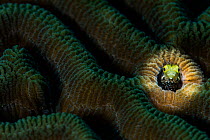 Secretary blenny (Acanthemblemaria maria) dominant male in hole of Boulder brain coral (Colpophyllia natans) East End, Grand Cayman, Cayman Islands. Caribbean Sea.