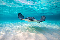 Southern stingray (Hypanus americanus) swimming over a sand bar in the early morning. Grand Cayman, Cayman Islands. Caribbean Sea.