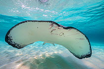 Southern stingray (Hypanus americanus) swimming over a sand bar in the early morning. Grand Cayman, Cayman Islands. Caribbean Sea.