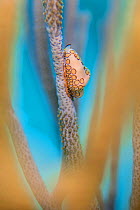 Flamingo tongue cowrie (Cyphoma gibbosum) feeding on Sea rod soft corals.This species of cowrie absorbs toxic chemicals from the corals into body to become poisonous itself. East End, Grand Cayman, Ca...