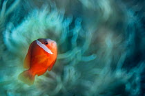 Fiji anemonefish (Amphiprion barberi) in front of its host Magnificent sea anemone (Heteractis magnifica), taken with shallow depth of field.  Ra Province, Viti Levu, Fiji. Nananu Passage,  Bligh Wate...