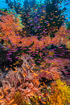 Colourful reef scene with soft corals (Scleronephthya sp.) and Magenta slender anthias (Luzonichthys waitei) and Scalefin anthias (Pseudanthias squamipinnis). Ra Province, Viti Levu, Fiji, Polynesia....
