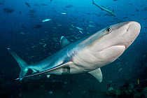 Portrait of Silvertip shark (Carcharhinus albimarginatus). Beqa Lagoon, Viti Levu, Fiji, Polynesia. Tropical South Pacific Ocean. Movement blur added in post production .