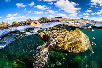 Galapagos green turtle (Chelonia agassizii) surfaces to breathe. Floreana Island, Galapagos Islands, Ecuador. East Pacific Ocean.