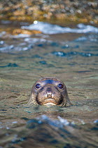 Portrait of a young Northern elephant seal (Mirounga angustirostris) at the surface, close to shore. Guadalupe Island, Baja California, Mexico. East Pacific Ocean.
