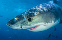 Great white shark (Carcharodon carcharias) portrait, Guadalupe Island, Mexico. Pacific Ocean.