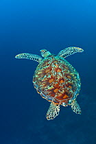 Green turtle (Chelonia mydas) swimming away. Kuredu Island, Lhaviyani Atoll, Maldives. Indian Ocean