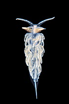 Nudibranch (Flabellina lineata) in aquarium, taken in the field in Gulen, Norway. North East Atlantic Ocean. Collected for scientific research.