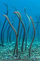 Spaghetti garden eels (Gorgasia maculata) stretching up out of their burrows on a rubble slope, with Mysiid shrimp swimming around their bodies near the seabed. Dumaguete, Dauin, Negros, Philippines....