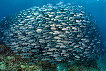 Huge school of Bigeye trevally (Caranx sexfasciatus) swimming over a coral reef. South Atoll, Tubbataha Atolls, Tubbataha Reefs Natural Park, Palawan, Philippines. Sulu Sea.