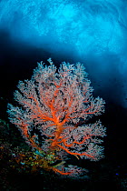 Seafan (Melithaea sp.) growing below crashing surf. Andiamo, Daram Islands, Misool, Raja Ampat, West Papua, Indonesia. Ceram Sea, Pacific Ocean.