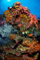 Colourful reef scene with Coral grouper (Cephalopholis miniata), map puffer (Arothron mappa) and Panda butterflyfish (Chaetodon adiergastos). Tank Reef, Fiabacet Islands, Misool, Raja Ampat, Indonesia...