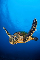 Hawksbill turtle (Eretmochelys imbricata) male swimming in open water above a coral reef. Tank Rock, Fiabacet, Misool, Raja Ampat, West Papua, Indonesia. Ceram Sea,  Tropical West Pacific Ocean.