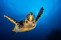 RF- Hawksbill turtle (Eretmochelys imbricata) male swimming in open water above coral reef. Tank Rock, Fiabacet, Misool, Raja Ampat, West Papua, Indonesia. Ceram Sea, Tropical West Pacific Ocean. (Thi...
