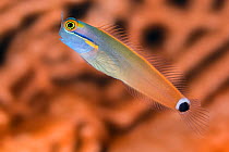 Portrait of Tailspot blenny (Ecsenius stigmatura) infront of a seafan on a coral reef. Whale Rock, Fiabacet Islands, Misool, Raja Ampat, West Papua, Indonesia. Ceram Sea, Pacific Ocean. This species i...