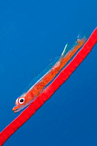Large whip goby (Bryaninops amplus) with a parasitic copepod (with two trailing egg ribbons) perched on Red whip coral. Whale Rock. Fiabacet Islands, Misool, Raja Ampat, West Papua, Indonesia. Ceram S...