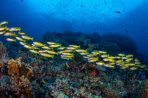 Streaming school of Bigeye snappers (Lutjanus lutjanus) swims across a reef filled with fish. Andiamo, Daram Islands, Misool, Raja Ampat, West Papua, Indonesia. Ceram Sea, Pacific Ocean.