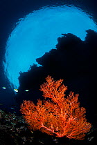Red sea fan (Melithaea sp.) growing beneath the overhang of an island. Andiamo, Daram Islands, Misool, Raja Ampat, West Papua, Indonesia. Pacific Ocean.
